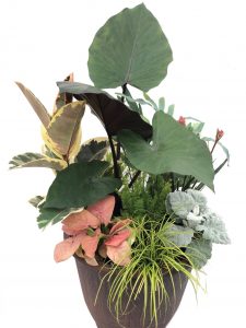 Alocasia 'Melino'