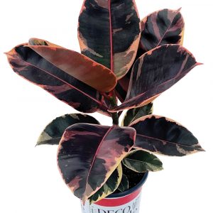 Ficus elastica 'Ruby'