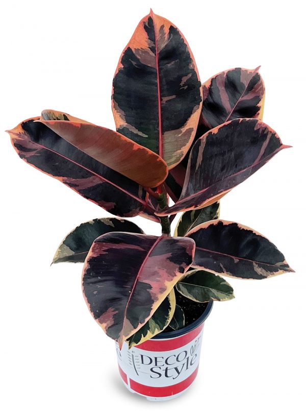 Ficus elastica 'Ruby'