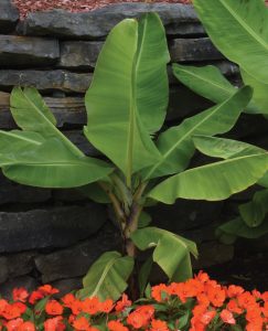 Musa acuminata var. sumatrana 'Grand Nain'