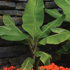 Musa acuminata var. sumatrana 'Grand Nain'