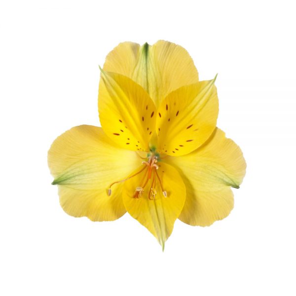 Alstroemeria Colorita® Lisa® 'Zaprilisa'