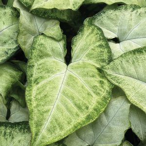 Syngonium podophyllum 'White Butterfly'