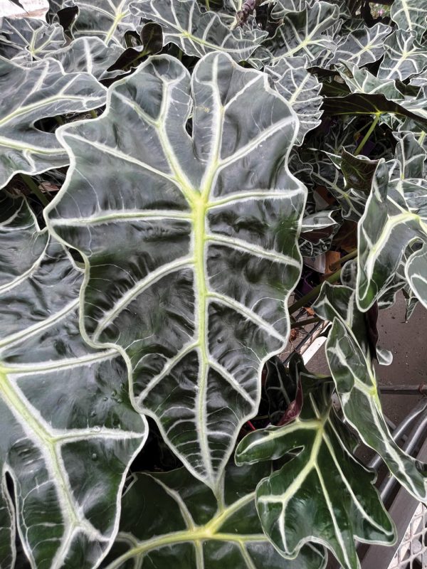 Alocasia amazonica 'Polly'