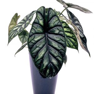 Alocasia baginda 'Dragon Scale'