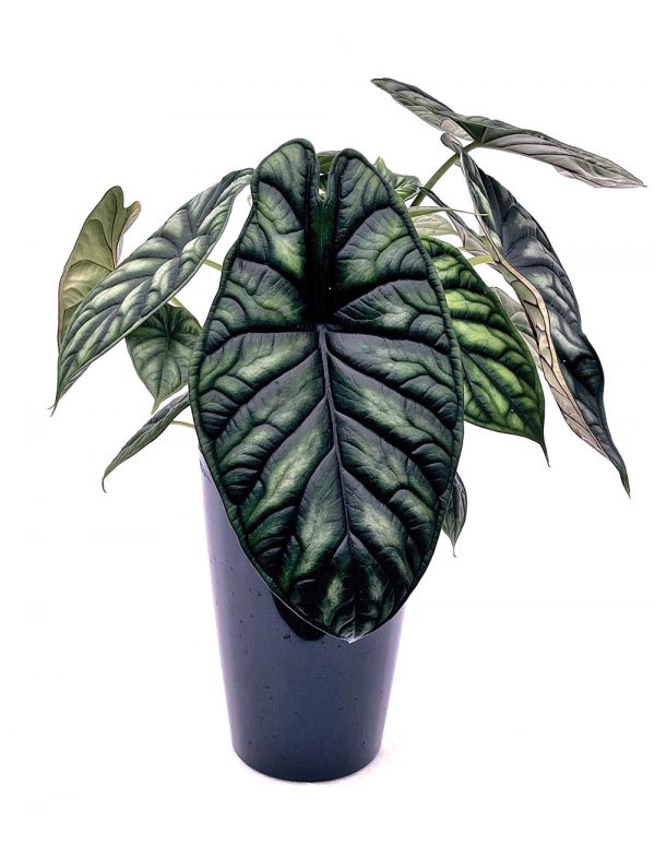 Alocasia baginda 'Dragon Scale'