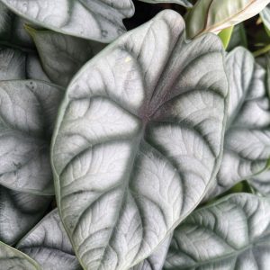 Alocasia baginda 'Silver Dragon'