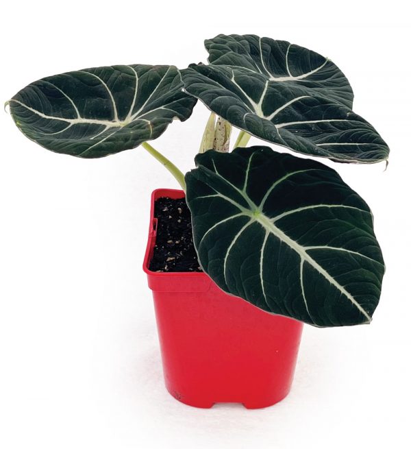 Alocasia 'Black Velvet'