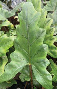 Alocasia boa