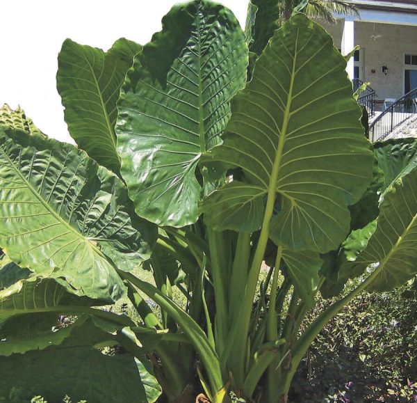 Alocasia macrorrhizos 'Borneo Giant'