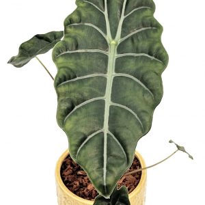 Alocasia chantrieri