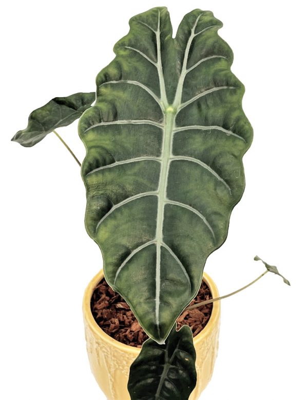 Alocasia chantrieri