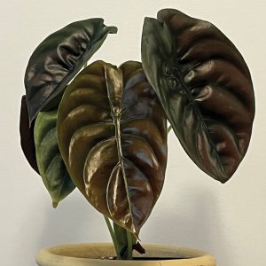 Alocasia cuprea