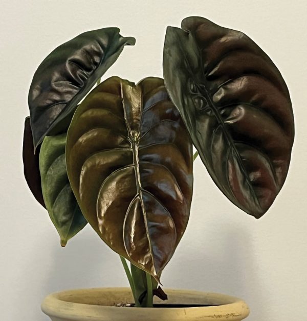 Alocasia cuprea