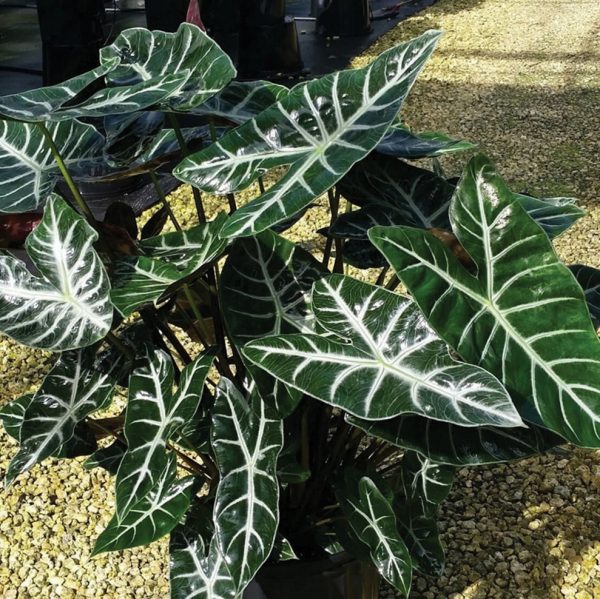 Alocasia 'Ebony'