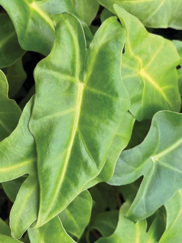 Alocasia 'Golden Dragon'