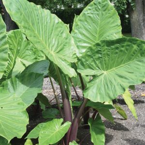 Alocasia 'Imperial Red'