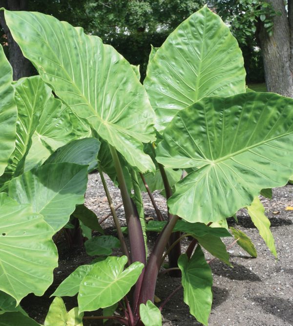 Alocasia 'Imperial Red'