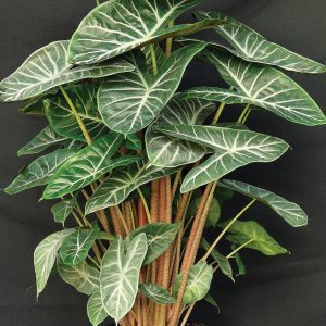 Alocasia 'Ivory Coast'