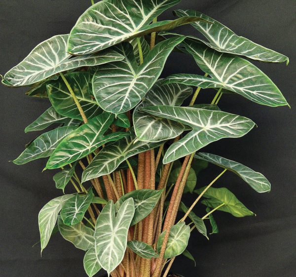 Alocasia 'Ivory Coast'