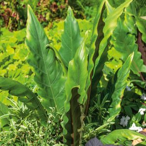 Alocasia lauterbachiana