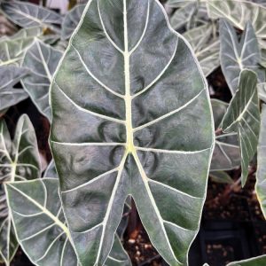 Alocasia longiloba 'Dragon’s Tooth'