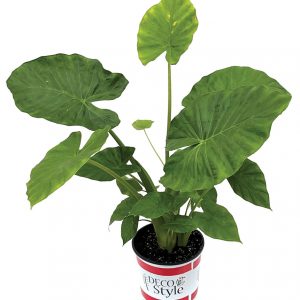 Alocasia macrorrhizos