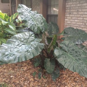 Alocasia macrorrhizos 'Metallica'