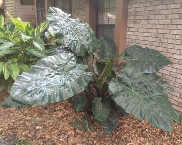 Alocasia macrorrhizos 'Metallica'