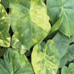 Alocasia macrorrhizos 'Variegata'