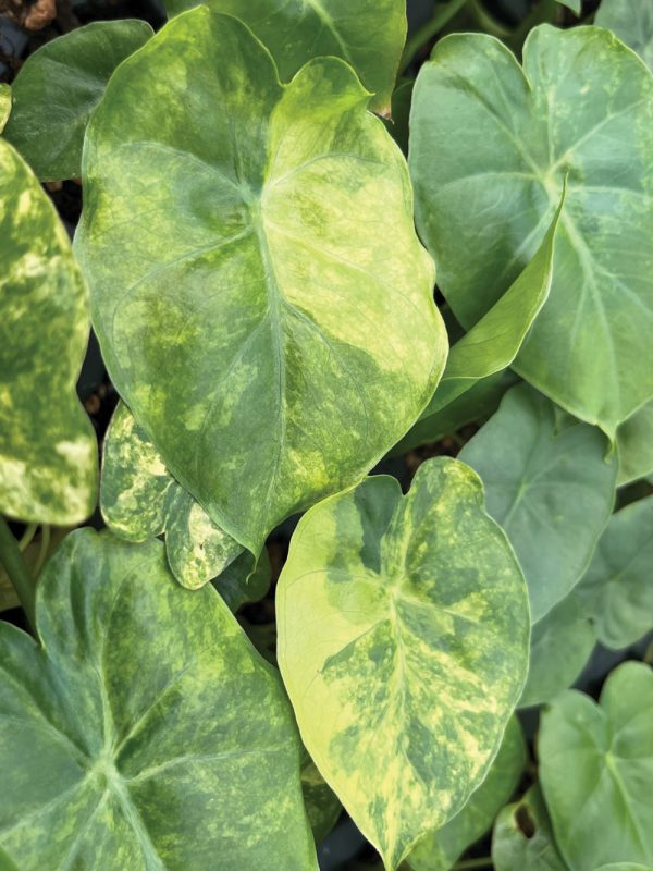 Alocasia macrorrhizos 'Variegata'