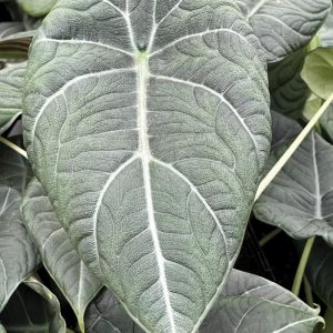 Alocasia 'Maharani' syn. 'Grey Dragon'