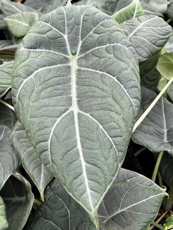 Alocasia 'Maharani' syn. 'Grey Dragon'