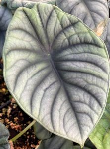 Alocasia nebula 'Imperialis'