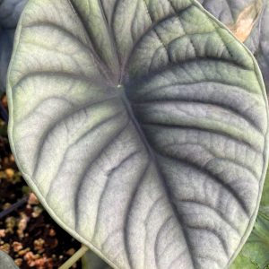 Alocasia nebula 'Imperialis'