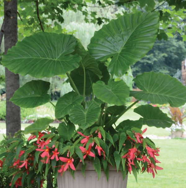 Alocasia odora