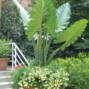 Alocasia 'Portora'