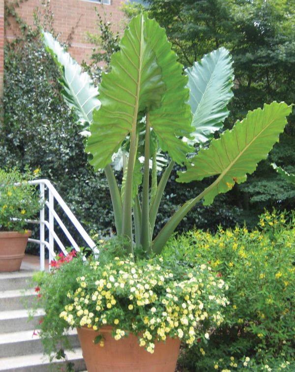 Alocasia 'Portora'