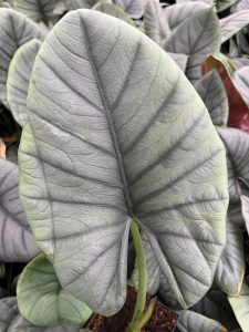 Alocasia reginae