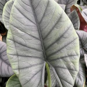 Alocasia reginae