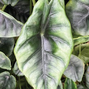 Alocasia reversa