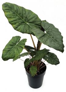 Alocasia sarawakensis 'Yucatan Queen'