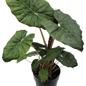 Alocasia sarawakensis 'Yucatan Queen'