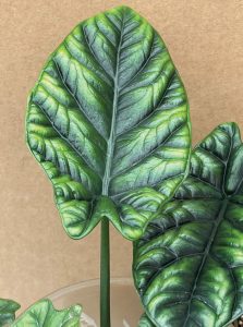 Alocasia sinuata syn. 'Quilted Dreams'