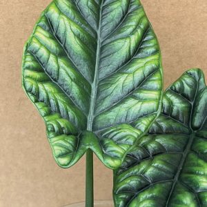 Alocasia sinuata syn. 'Quilted Dreams'