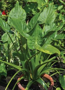 Alocasia 'Tiny Dancers'