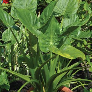 Alocasia 'Tiny Dancers'