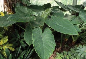 Alocasia wentii