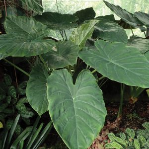 Alocasia wentii