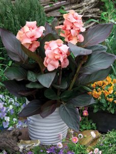 Canna Cannova Bronze Peach